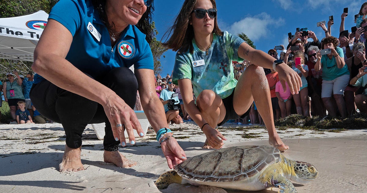 “Wow,” a rehabilitated green sea turtle, released in Florida Keys “Wow,” a rehabilitated green sea turtle, released in Florida Keys