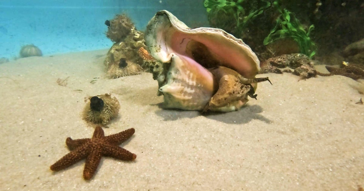 Florida Keys “groundhog” conch sees shadow, agreeing with Punxsutawney Phil’s winter prediction Florida Keys “groundhog” conch sees shadow, agreeing with Punxsutawney Phil’s winter prediction