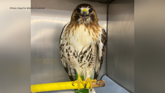kdka-red-tailed-hawk.png 