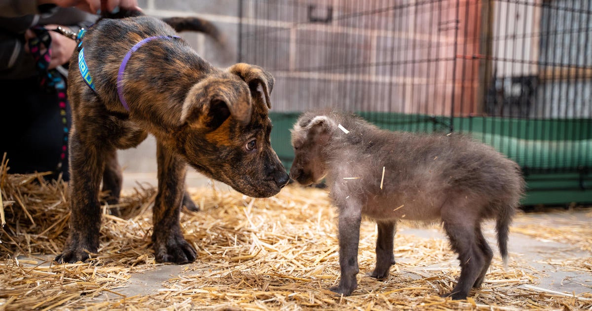 Orphaned wolf pup bonds with shelter dog at zoo: "Perfect pairing"