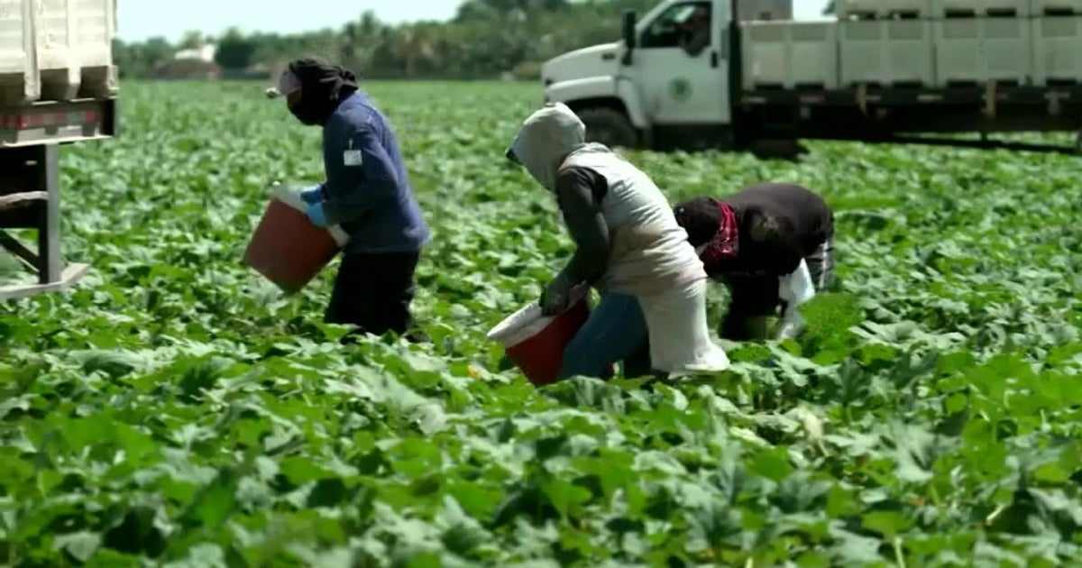 How undocumented immigrants find work on California farms