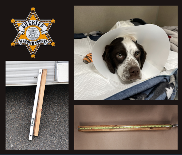 Puppy sits on a table, other items shown 