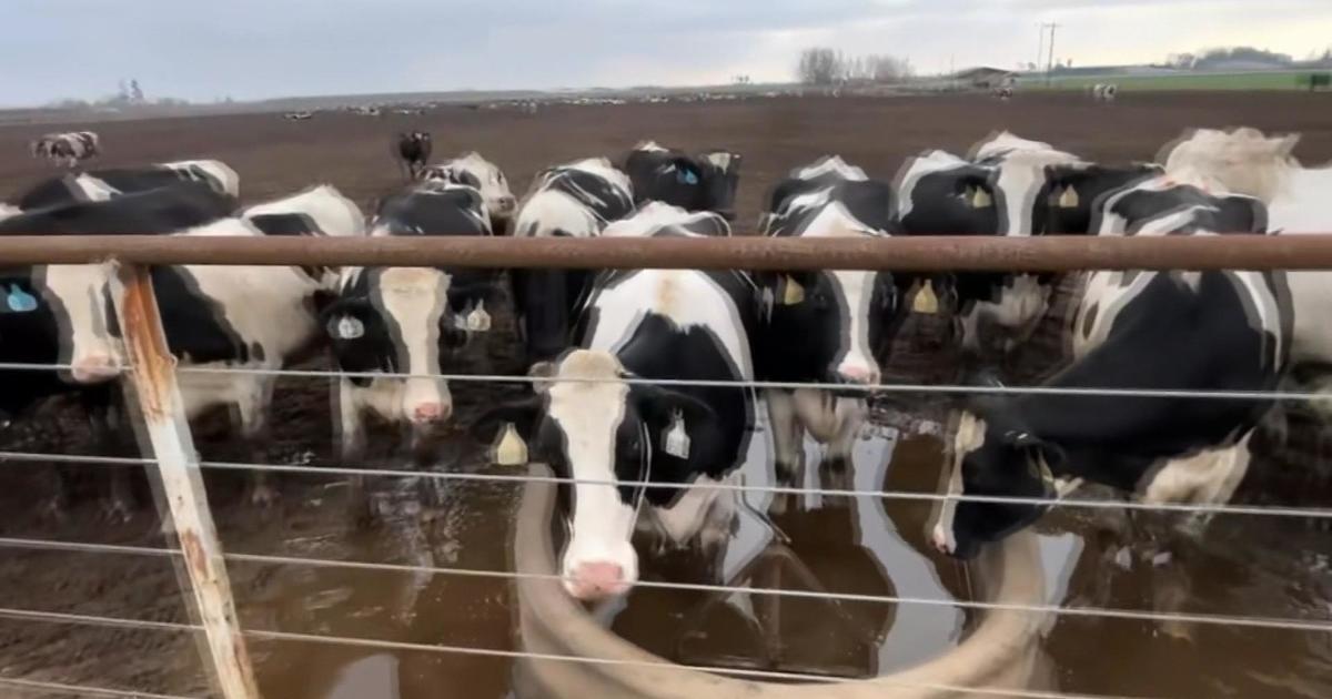 Concern after second strain of bird flu detected in cows