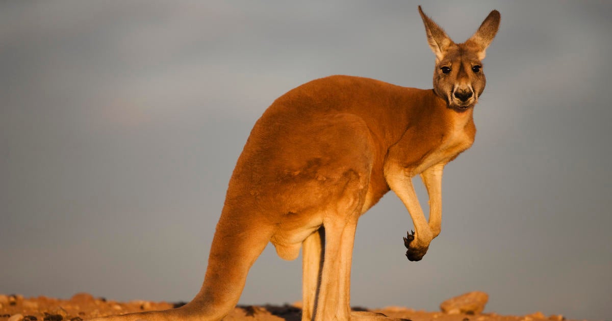 First IVF kangaroo embryo claimed by Australia-based scientists