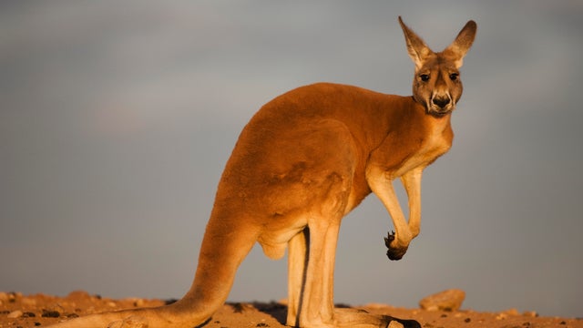 First IVF kangaroo embryo claimed by Australia-based scientists. They say it's key step toward saving endangered marsupials.