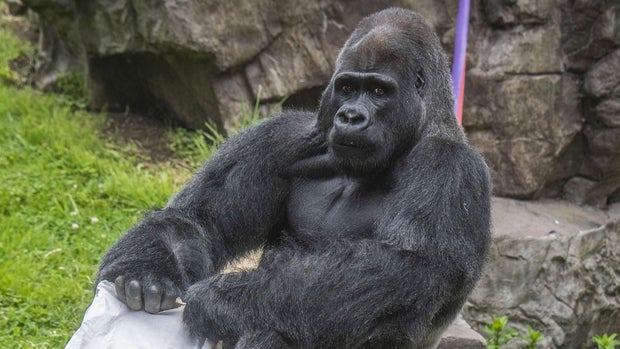 SF Zoo gorilla Oscar Jonesy 