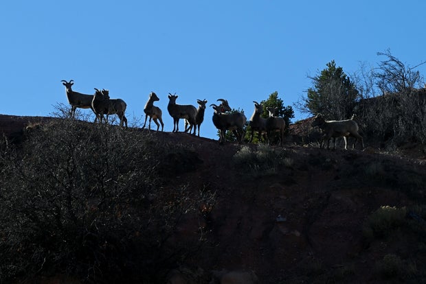 cpw-captures-bighorn-sheep3.jpg 