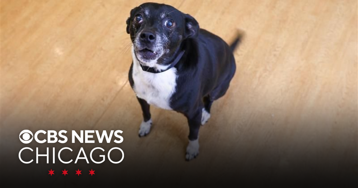 Meet Diego, PAWS Chicago’s Pet of the Week - CBS Chicago