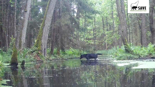 Black wolves with rare genetic mutation caught on camera in Polish forest