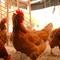 Bird flu outbreak has Americans desperate for eggs