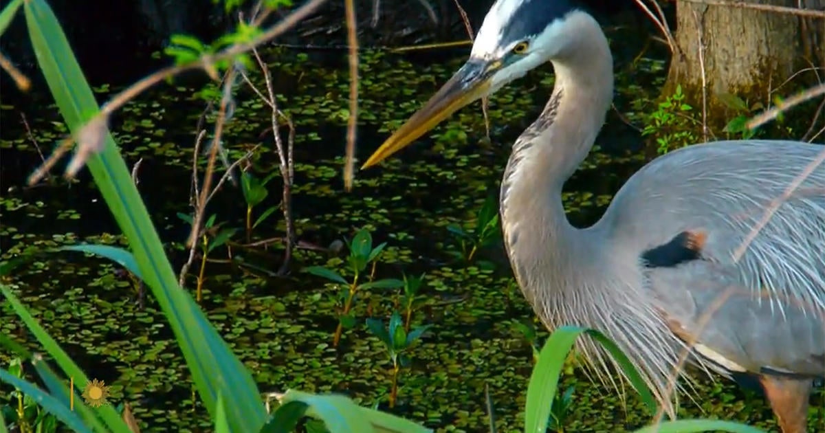 Nature: Caddo Lake