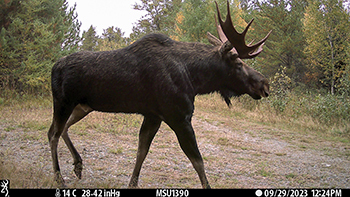 Michigan moose 