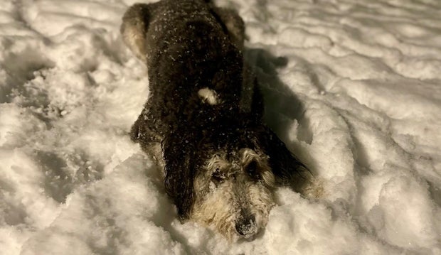 snow-dog.jpg 