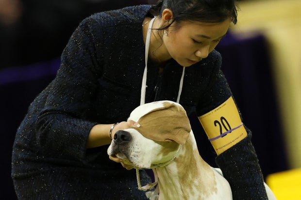 Dog dos EUA-Life-Animal