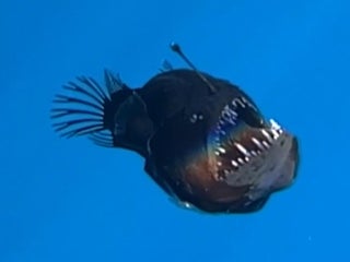 コンピュータ・IT Deep Sea Fishes VIDEO: Rare footage shows mysterious fish that lives in
