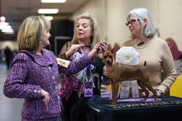 Valentina, a miniatura Pinscher, vencedora do quarto lugar do grupo de brinquedos, durante os 149º shows anuais do Westminster Kennel Club.