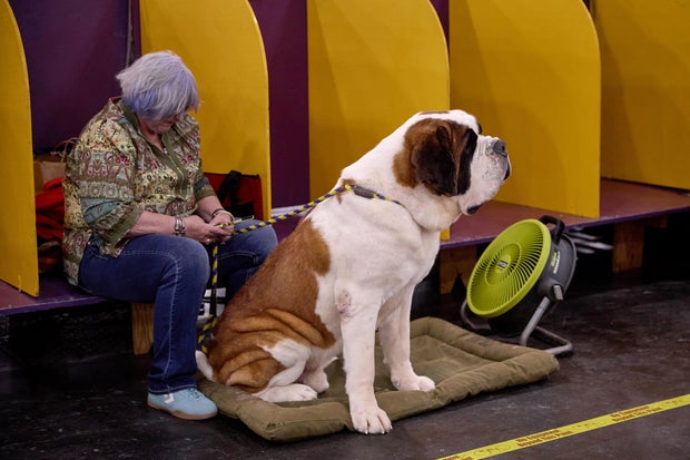 Westminster Dog Show