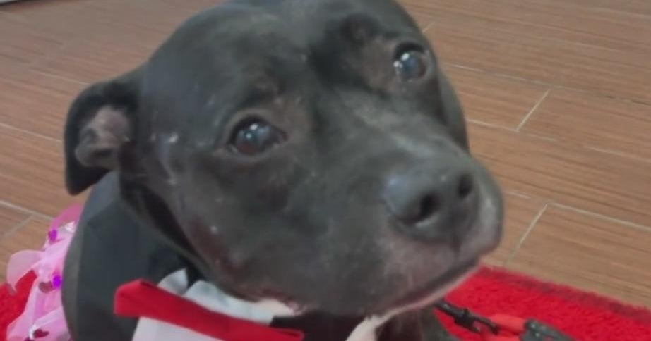 Humane Society of Broward wants to help you find your next great love Humane Society of Broward wants to help you find your next great love