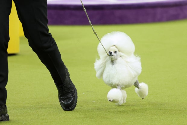 Dog dos EUA-Life-Animal