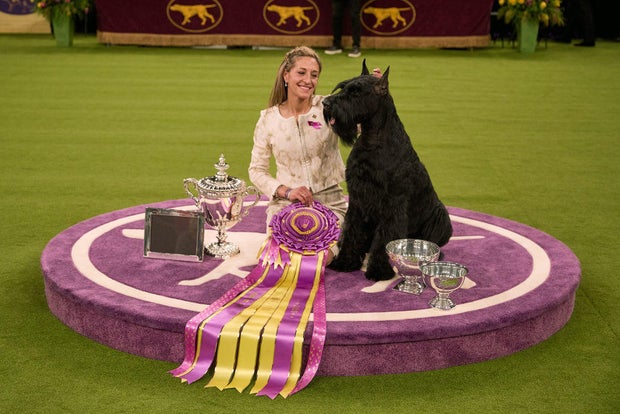 Westminster Dog Show