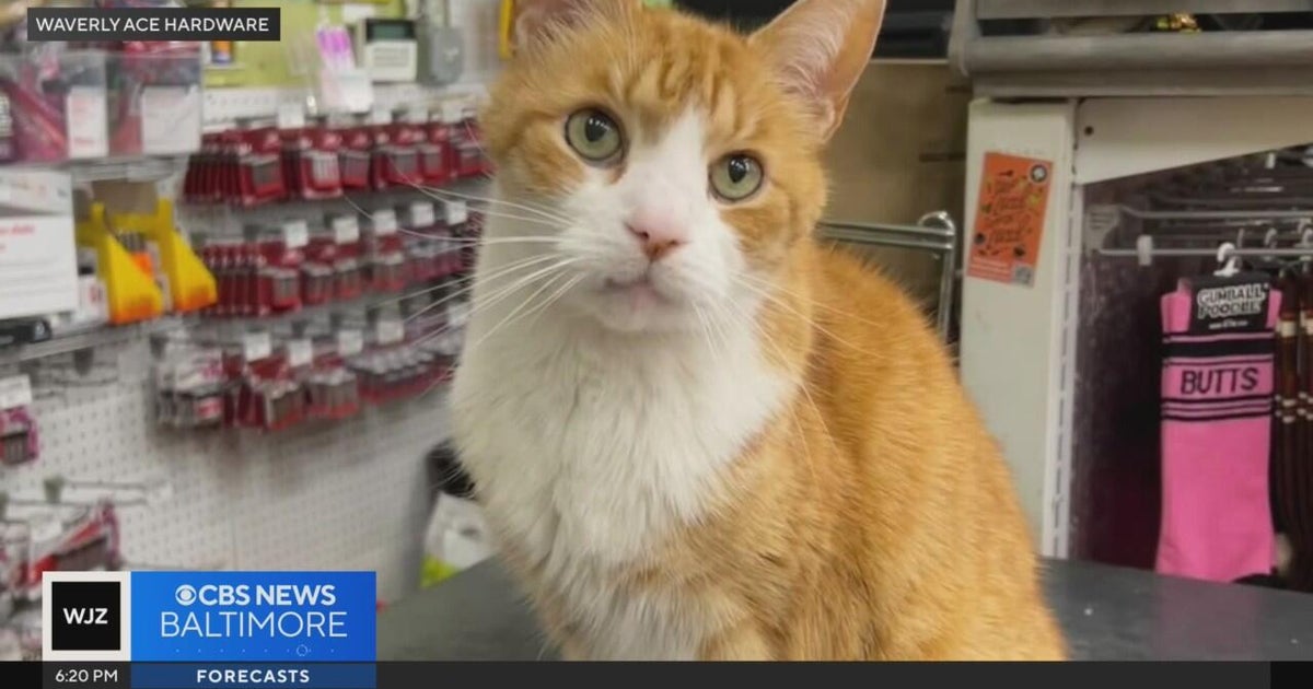 Benjamin Moore, the Ace Hardware cat greeter, mourned by workers - CBS ...