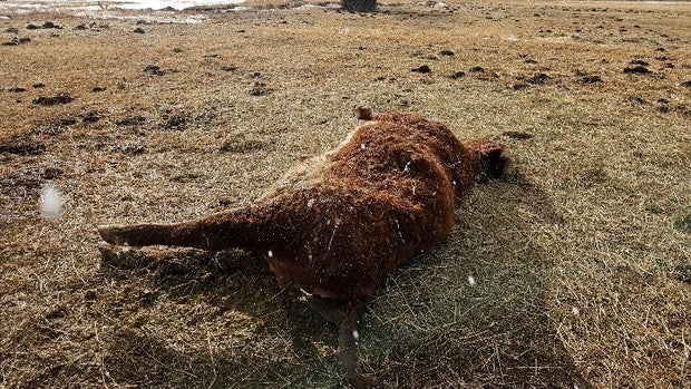 dead-cow-jackson-county-feb-5-gs-4.jpg 