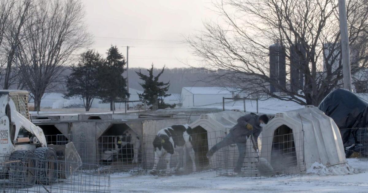 How undocumented workers support America's dairy industry