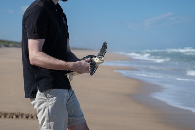 National Aquarium Sea Turtle Release 