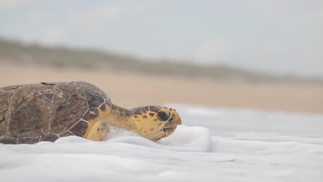 National Aquarium Sea Turtle Release 