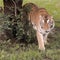 loki-the-tiger-black-beauty-ranch-1280.jpg 