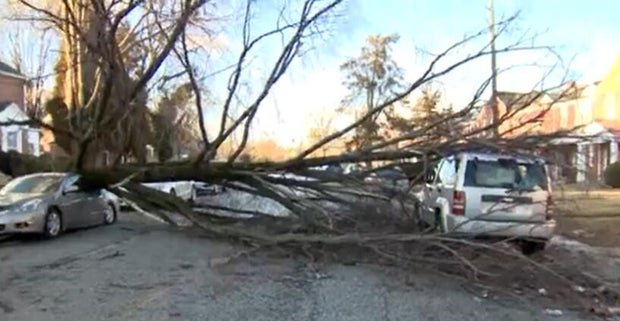 tree-on-car.jpg 