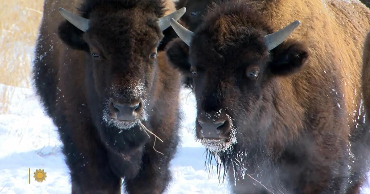 Nature: Bison in Minnesota