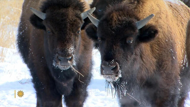 nature-bison-1920.jpg 