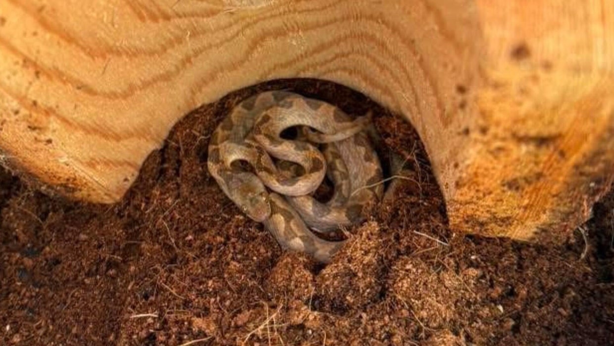 Venomous snake found in bananas at New Hampshire Market Basket - CBS Boston