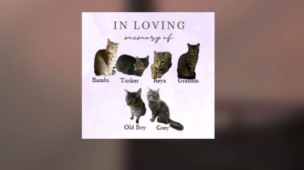 eleni-vrettos-cats.png 