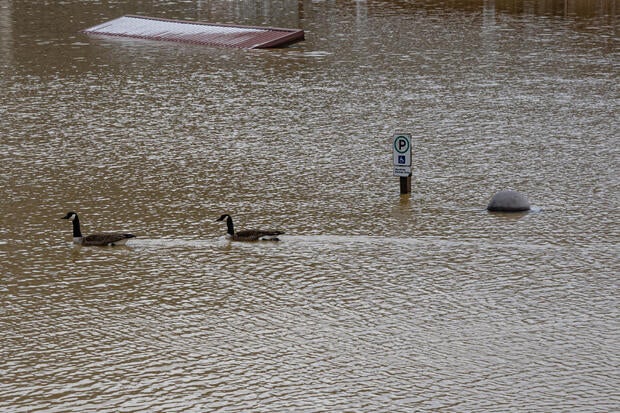 Canada geese swim through the flooded Carr Fork Lake on Feb. 17, 2025, in Knott County, Kentucky. 