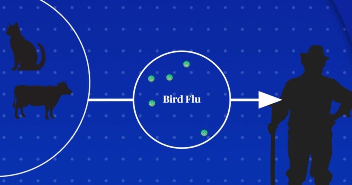 How a bird flu pandemic could emerge