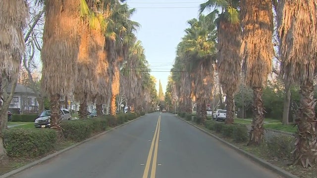 san-francisco-boulevard-sacramento-palm-trees.jpg