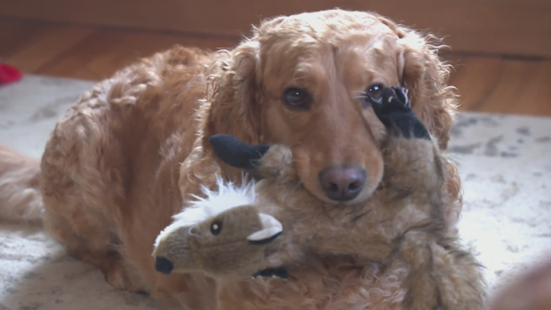 oliverthedog.png 
