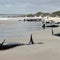 Over 150 false killer whales stranded on beach can't be saved, experts say