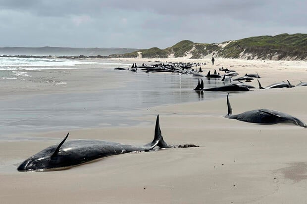 Australia Stranded Whales 