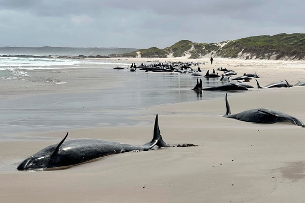 Australia Stranded Whales