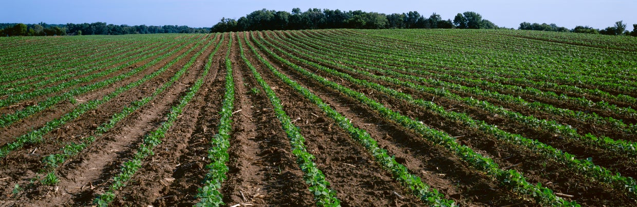 Agriculture -Sloping field of minimum tillage early growth soybeans in early morning light 