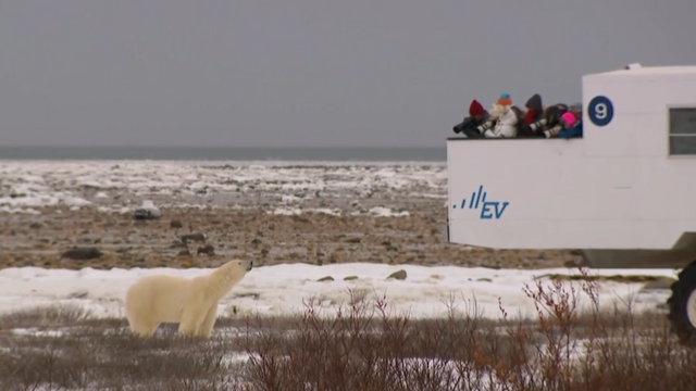 Why ice loss in the Arctic is threatening polar bear populations 