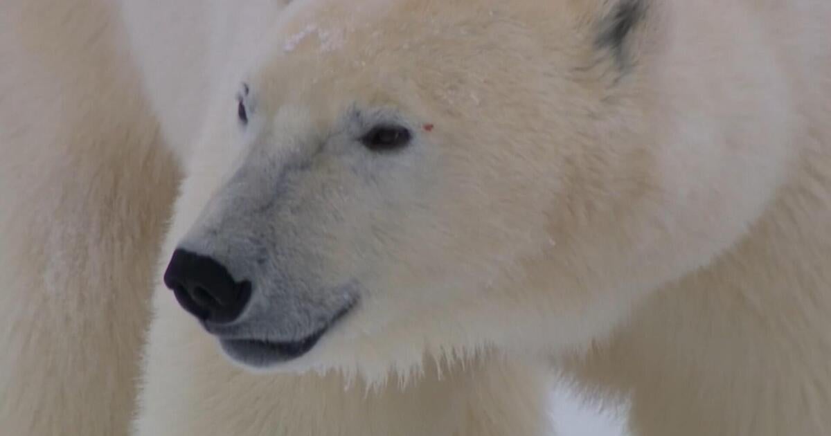 Polar bears increasingly under threat as glaciers melt faster than ever