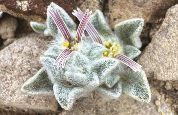 Close up view of the "Wooly Devil," a new plant species that looks like it has wool on its leaves.