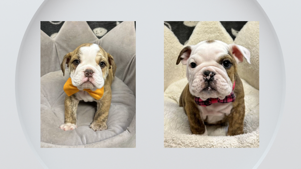 stolen-bulldog-puppies.png 