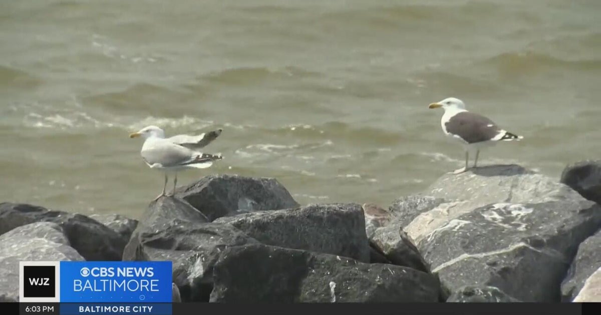 Proposed funding shift could take toll on Chesapeake Bay - CBS Baltimore