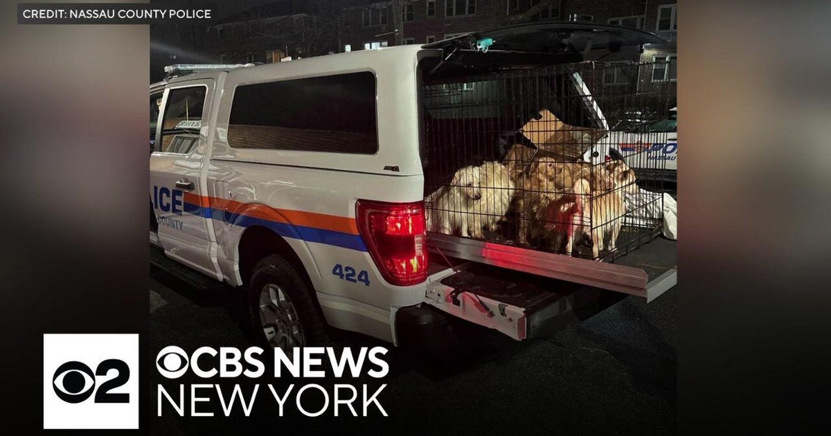 14 puppies found abandoned in East Rockaway, Long Island - CBS New York