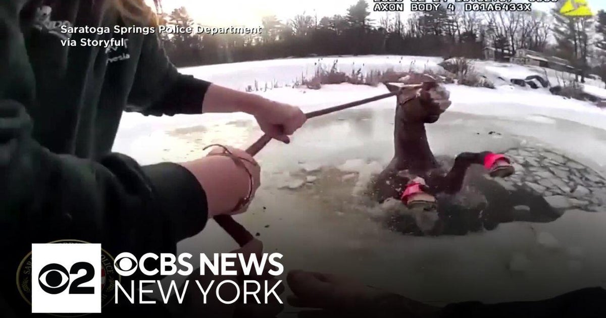 Dramatic Video Horse Rescued from Icy Pond in Saratoga Springs, New